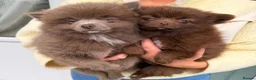 Pomchi dogs for sale: ❤️💙 Pomeranian Puppies 🐶  - Advert 1