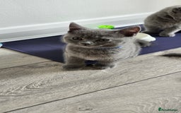 British Shorthair cats for sale: British Blue Shorthair - Image 14