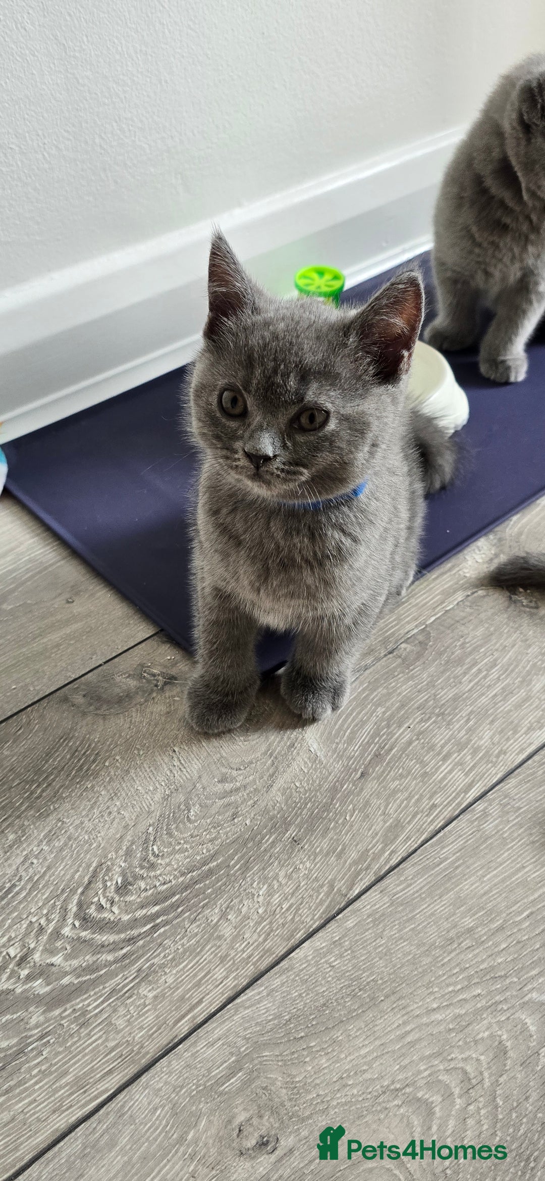 British Shorthair cats for sale: British Blue Shorthair - Image 14