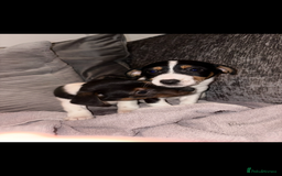 Jack Russell dogs for sale: Jack Russell puppies  - Advert 7