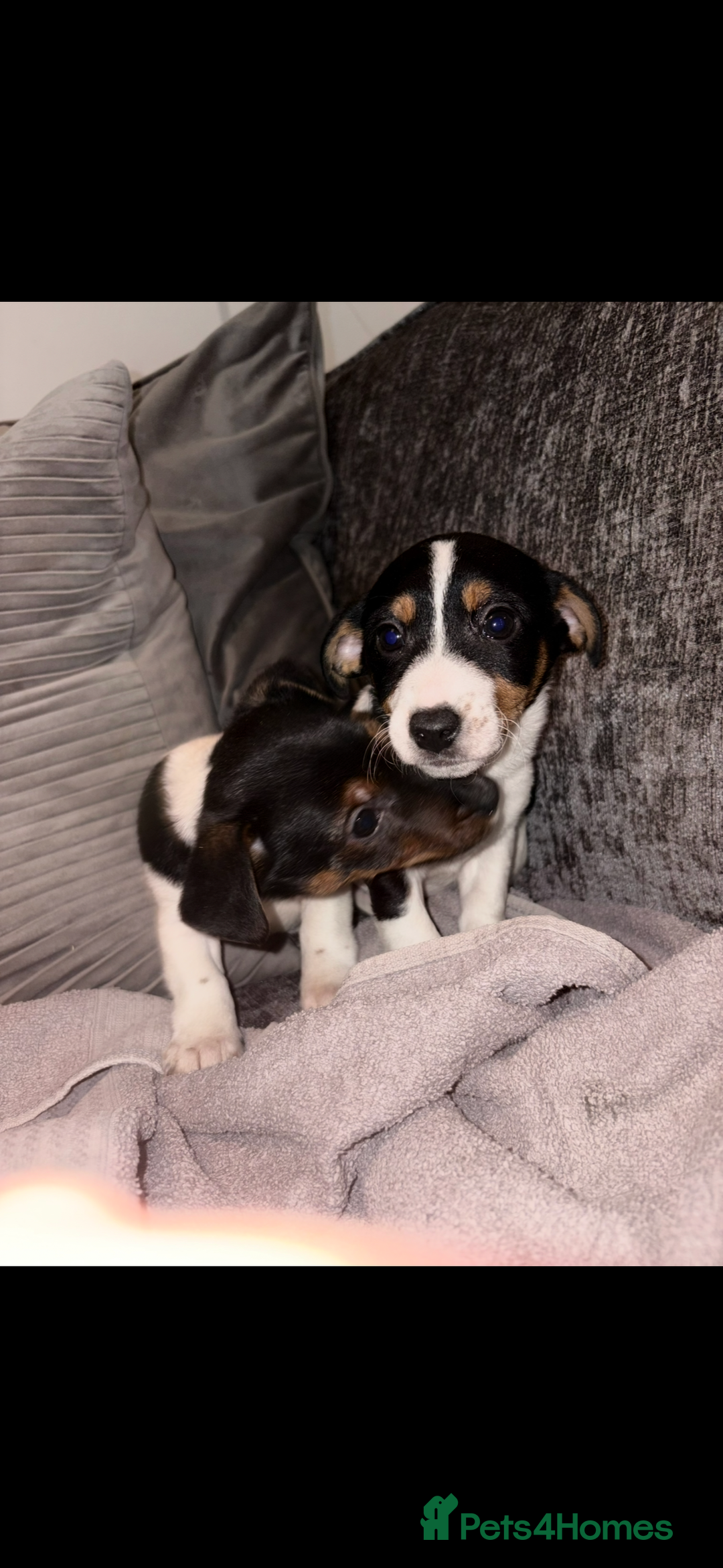 Jack Russell dogs for sale: Jack Russell puppies  - Advert 7