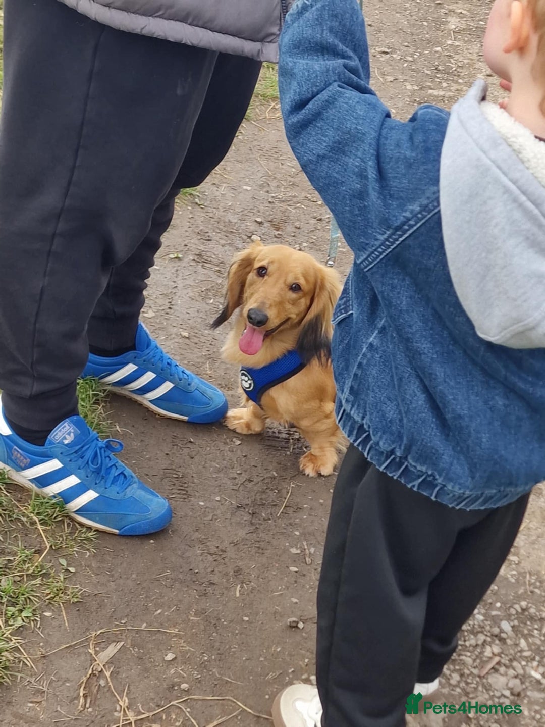 Miniature Dachshund dogs for stud: For Stud Long Haired minature Black and Tan male  in Pontefract - Advert 11