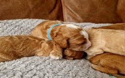 Mixed Breed dogs for sale: Cavapoo/cockapoo, ready September £1250. Cardiff - Image 14