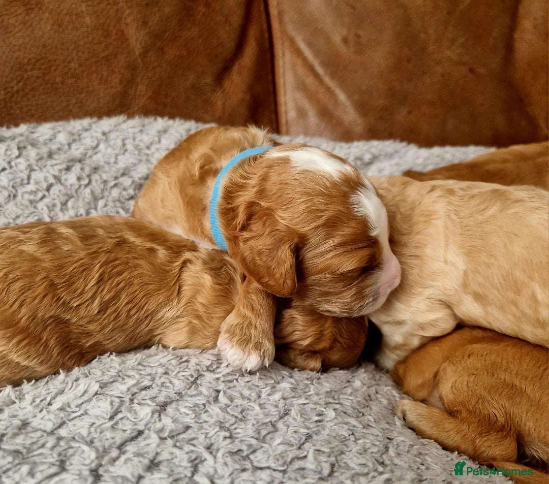 Mixed Breed dogs for sale: Cavapoo/cockapoo, ready September £1250. Cardiff - Image 14