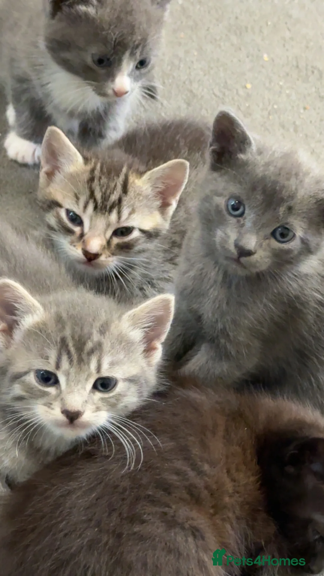 Mixed Breed cats for sale: Kittens - Advert 1