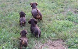 Miniature Dachshund dogs for sale: Stunning Miniature dachshunds ready now  - Image 9