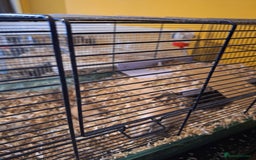 Gerbil rodents for sale: 2 male gerbils  - Image 4