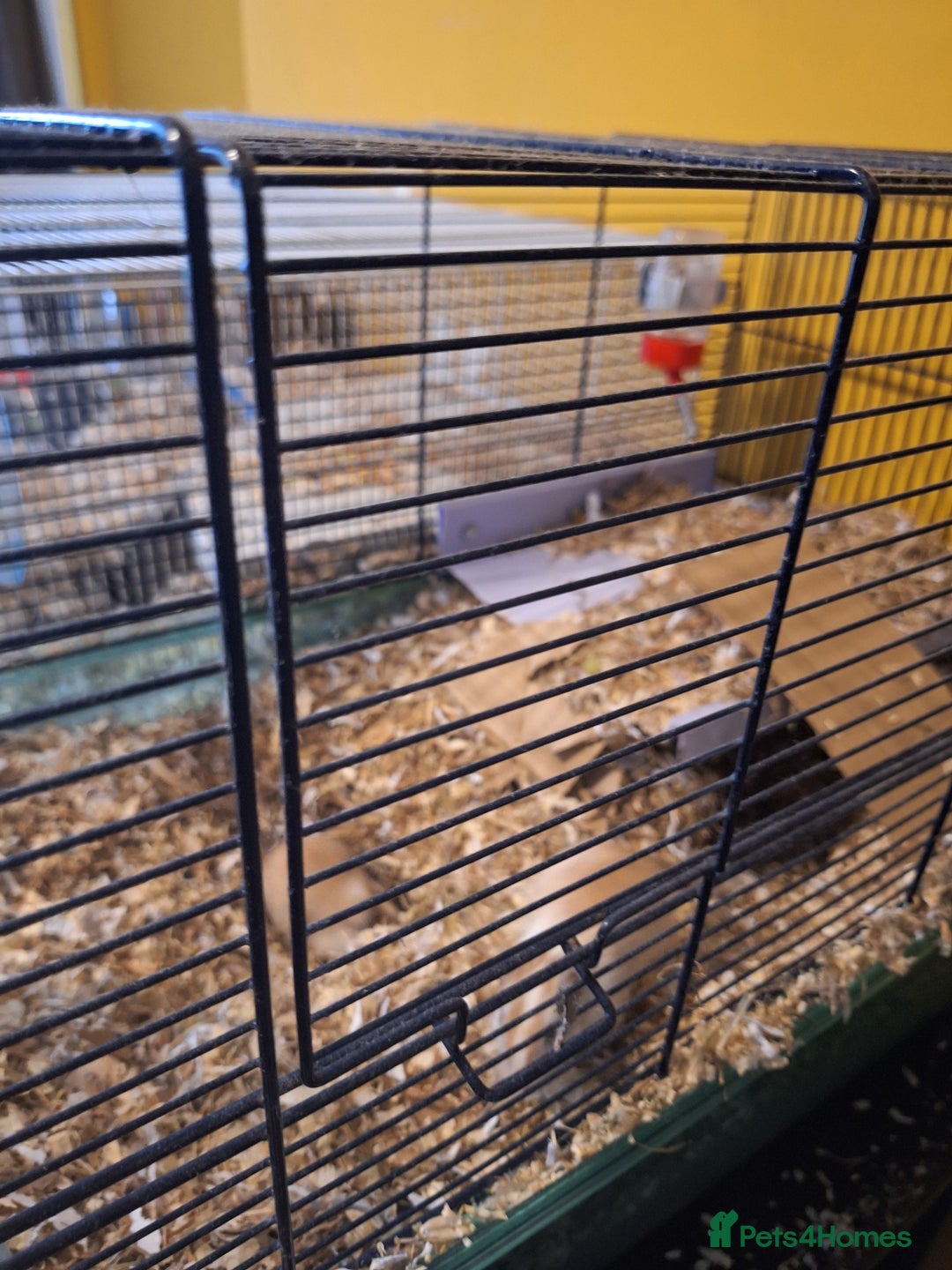 Gerbil rodents for sale: 2 male gerbils  - Image 4
