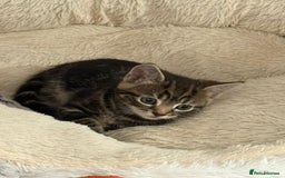 Mixed Breed cats for sale: Ch417dp  - Image 12