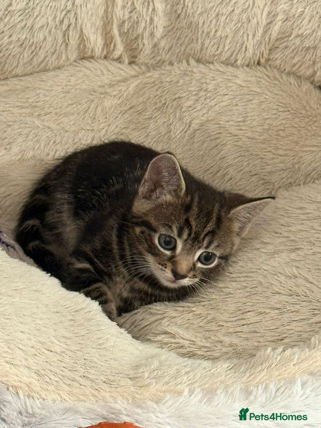 Mixed Breed cats for sale: Ch417dp  - Image 12