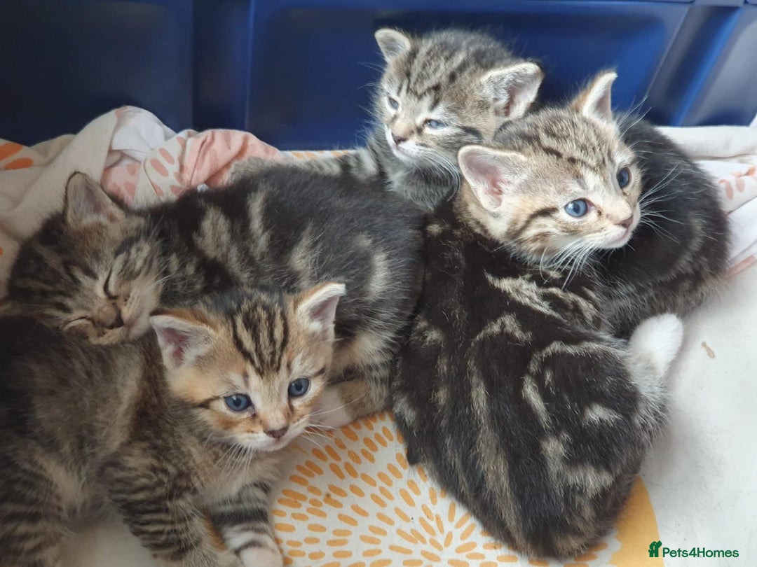 Mixed Breed cats for sale: Cute kittens  - Image 2