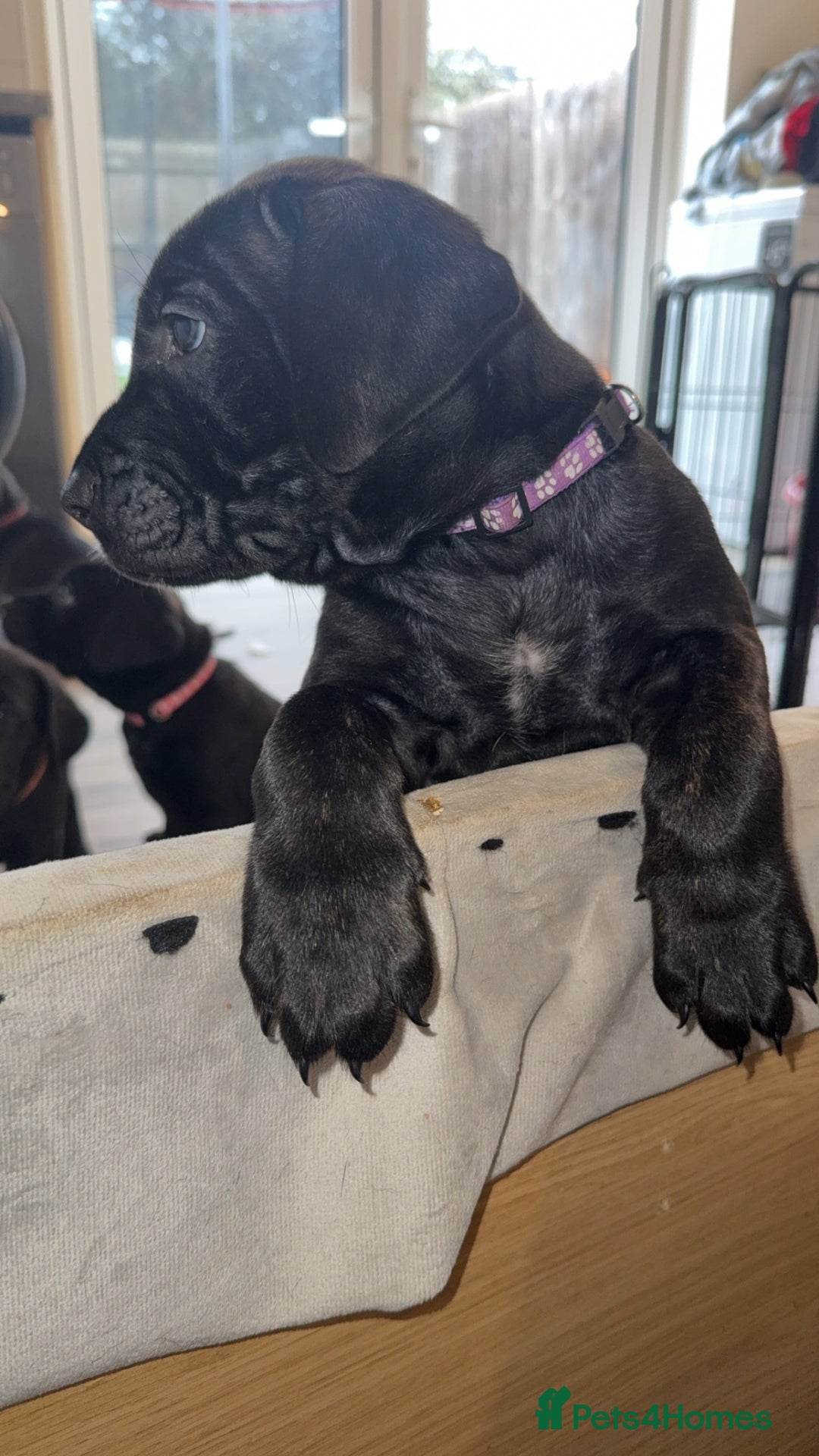 Cane Corso dogs for sale: Cane Corso pups - Image 13