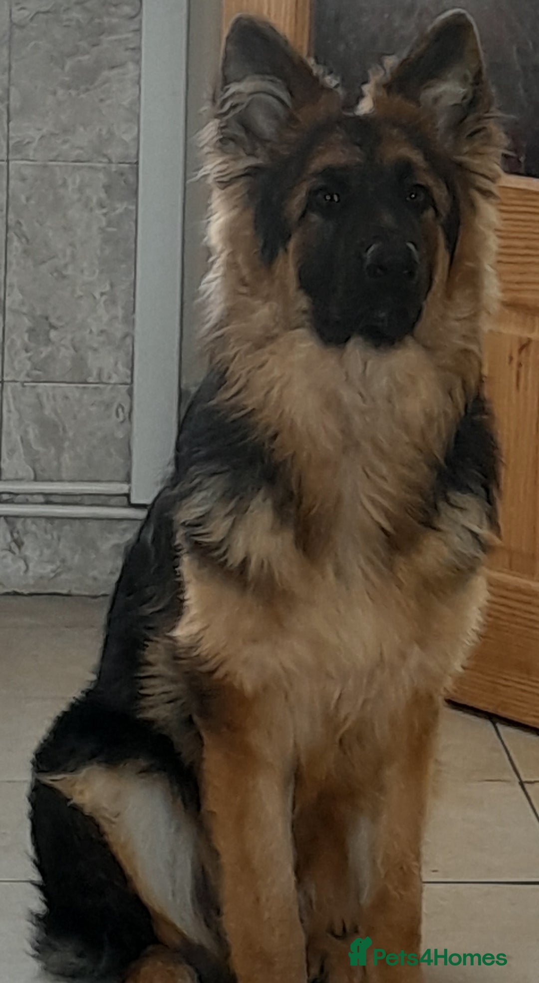 German Shepherd dogs for sale: VERY BEAUTIFUL YOUNG KC german shepard  - Image 1