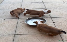 English Bulldog dogs for sale: English bulldog puppies  - Image 9