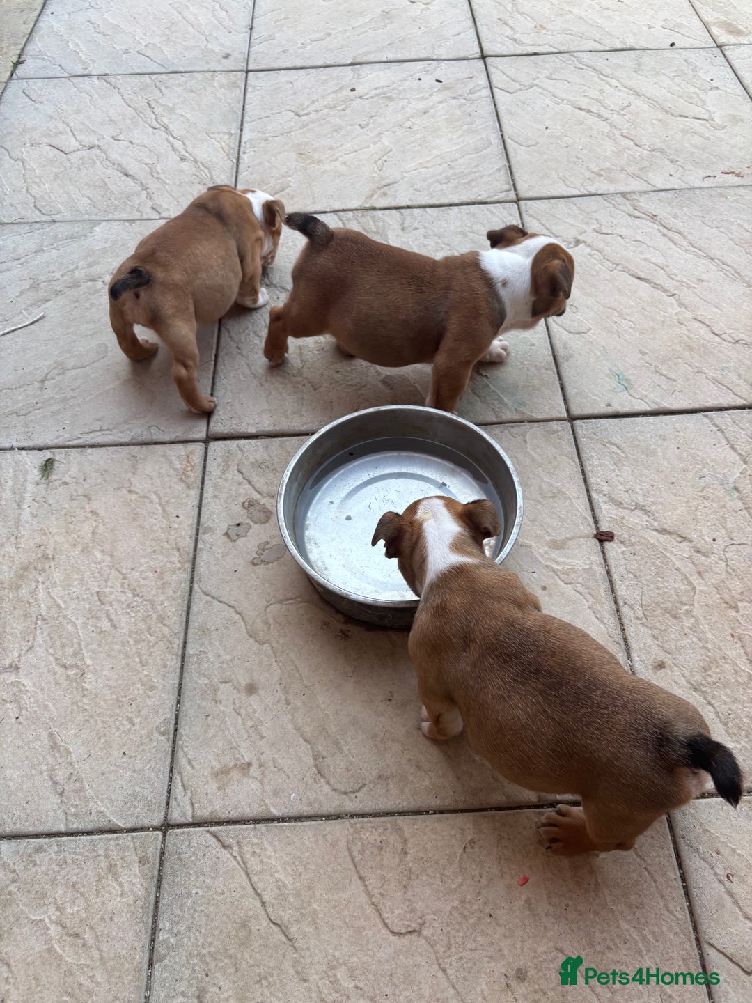 English Bulldog dogs for sale: English bulldog puppies  - Image 9
