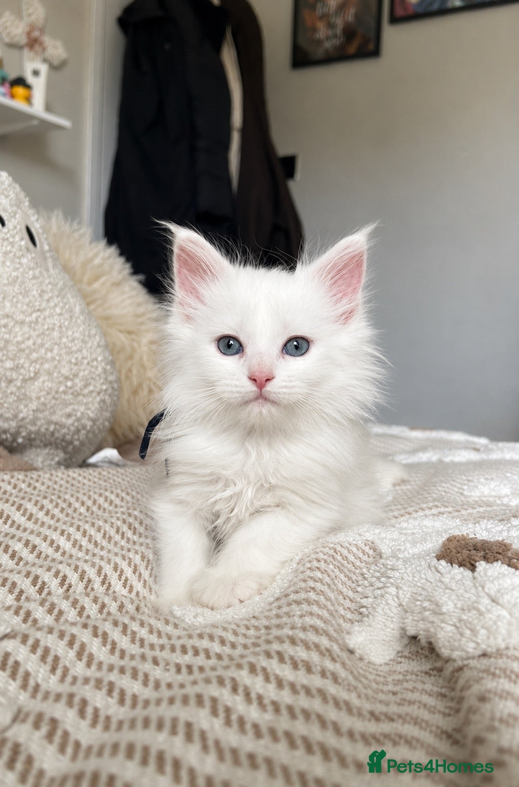 Maine Coon cats UPDATED - MAINE COON KITTENS. SOME POLYDACTYL  - Advert 2