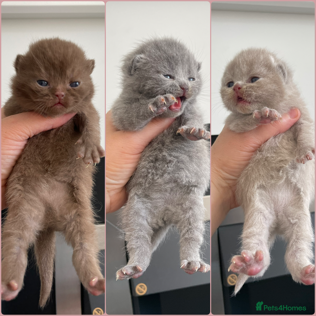 British Shorthair cats for stud: 🐻 RARE CINNAMON GCCF TICA STUD CARRYING CHOCO  in Derby - Image 10