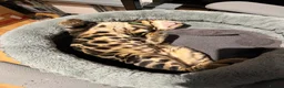Bengal cats for sale: TICA PURE BREED BENGAL READY TO GO - Advert 6