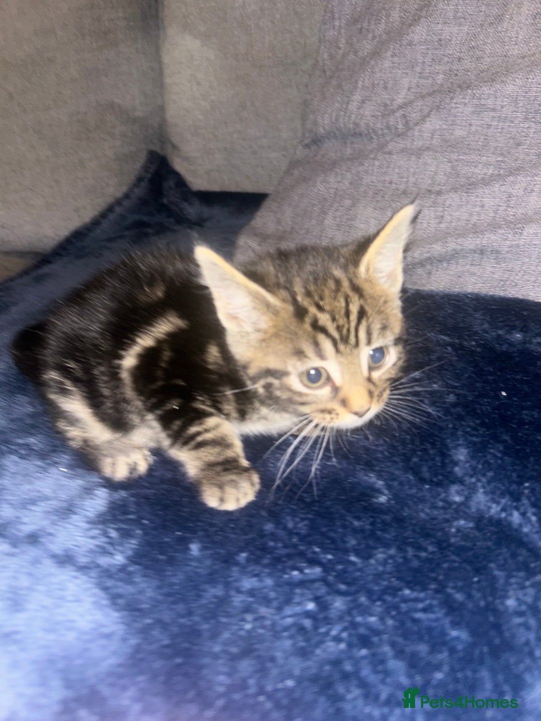 Mixed Breed cats for sale: Tabby cross Maine coon kittens   - Advert 13