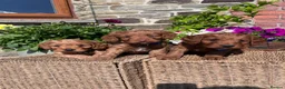 Cockapoo dogs for sale: Beautiful Toy Cockapoo Puppies (Health Tested)  - Advert 12