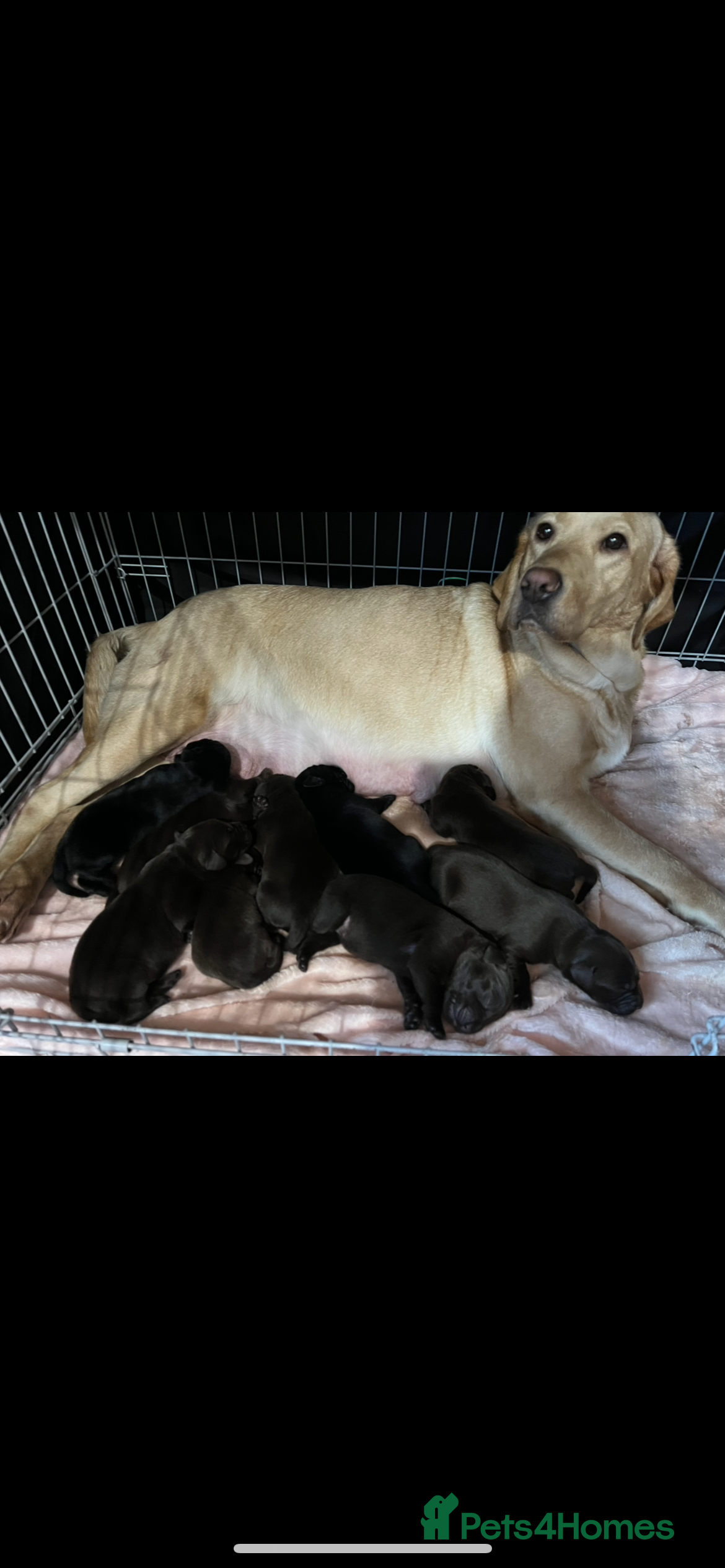 Labrador Retriever dogs Chunky chocolate/black Labrador puppies - Advert 5