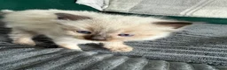 Ragdoll cats for sale: Ragdoll - Advert 2