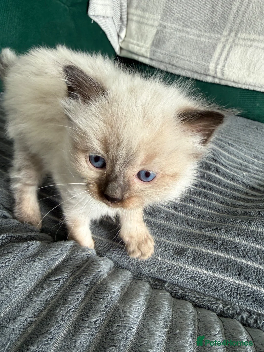 Ragdoll cats for sale: Ragdoll - Advert 2