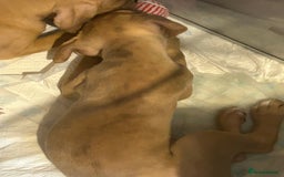 Mastiff dogs for sale: Mastiff X Puppies Looking for Forever Homes - Image 5
