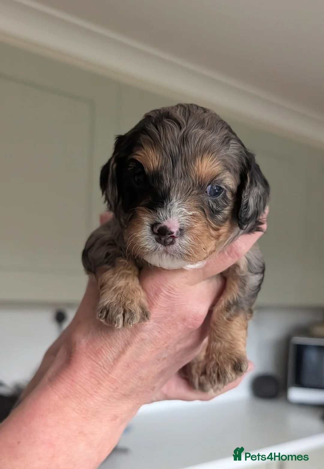 Cavapoo dogs for sale: Cavapoo puppies  - Advert 8