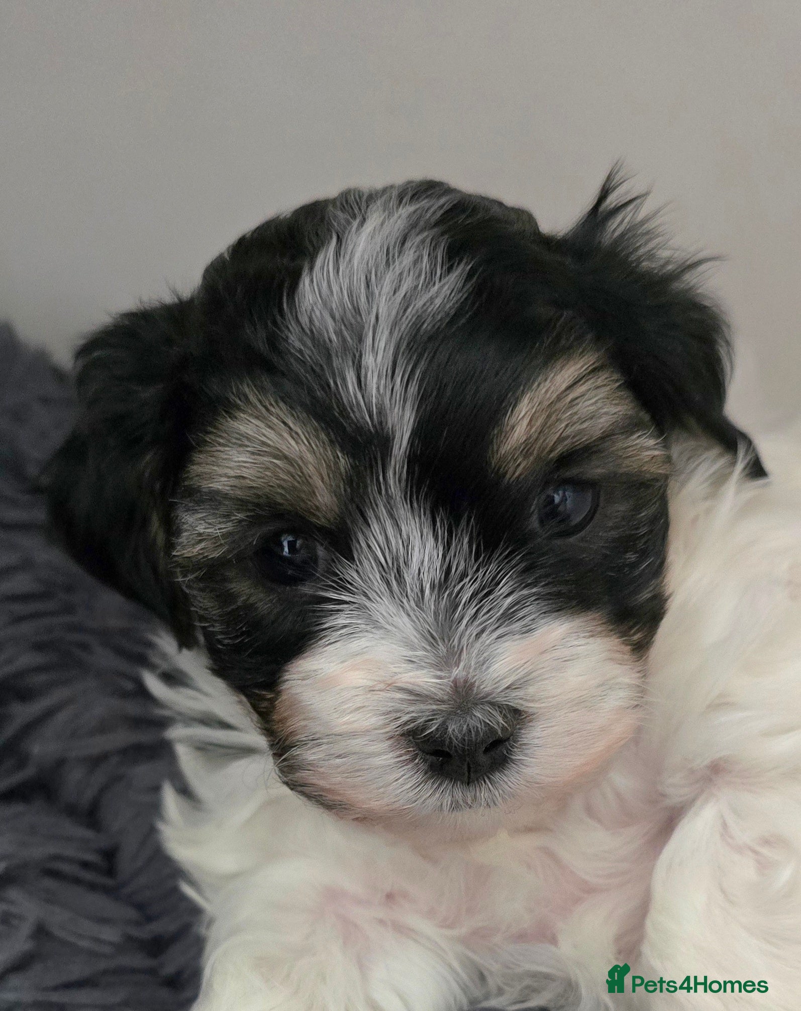 Havanese dogs KC Registered Havanese from Health Tested parents - Advert 2