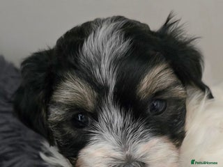 Havanese dogs KC Registered Havanese from Health Tested parents - Advert 6
