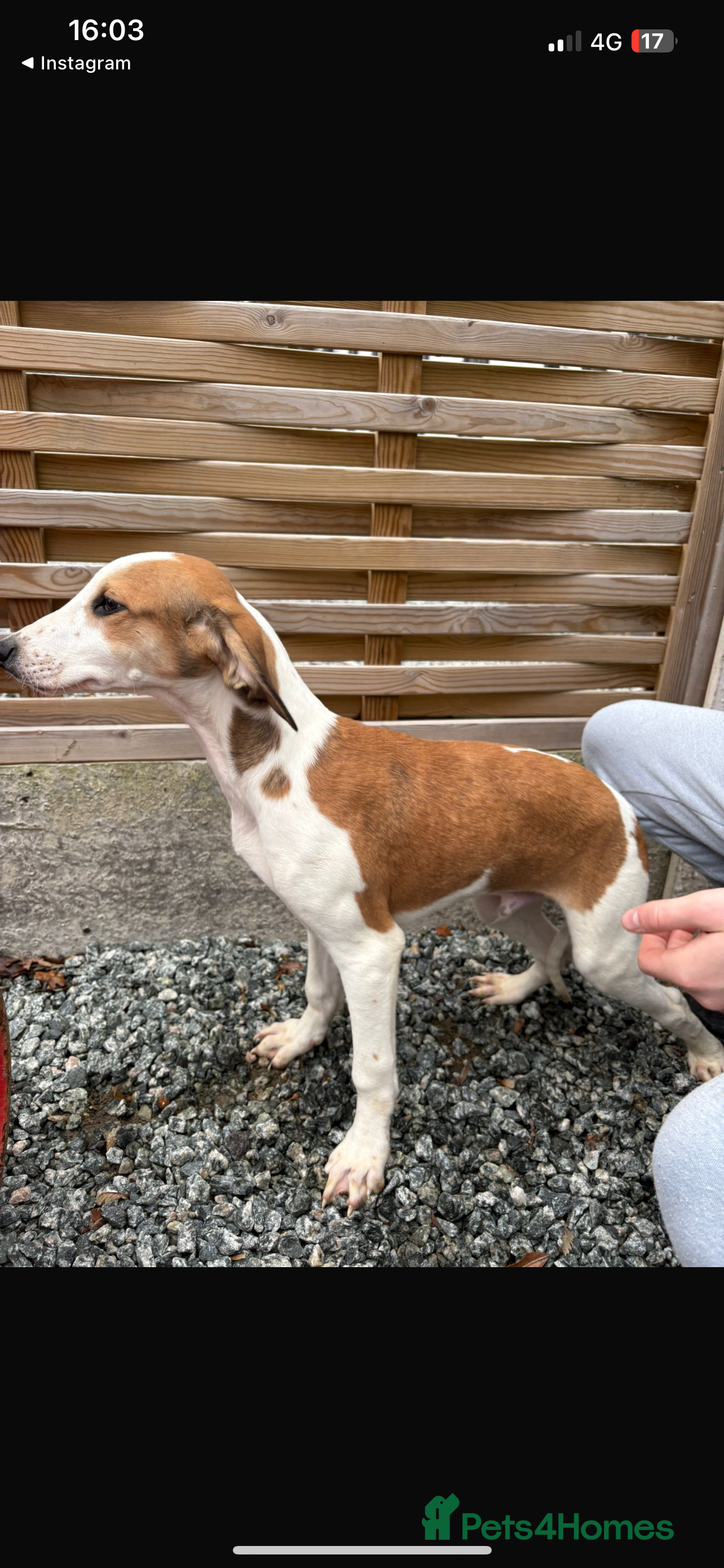 Mixed Breed dogs Saluki puppies  - Advert 16