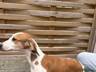 Mixed Breed dogs Saluki puppies - Advert 1