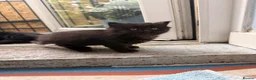 Mixed Breed cats for sale: Adorable 5-Week Old Kittens Ready for Loving Home - Advert 14