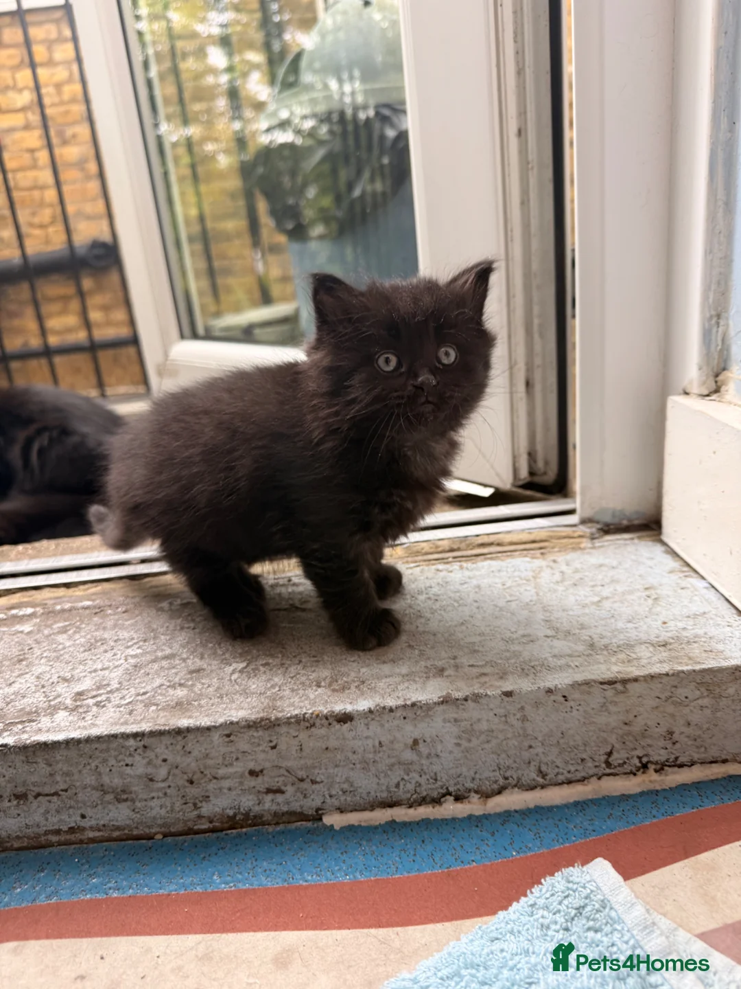Mixed Breed cats for sale: Adorable 5-Week Old Kittens Ready for Loving Home - Advert 14
