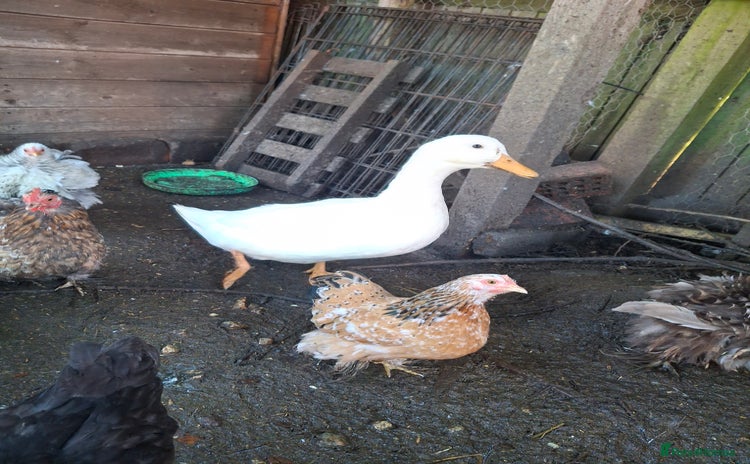Ducks poultry - Advert 5