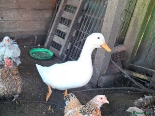 Ducks poultry Cherry valley duck *** still available 01/10** - Advert 2