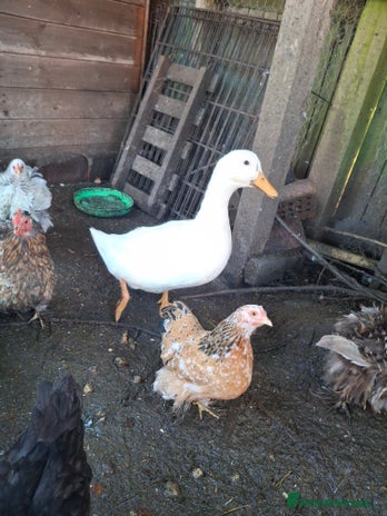 Ducks poultry - Advert 16