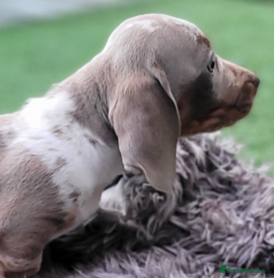 Miniature Dachshund dogs for sale: Isabella Dapple Boy left Miniature Dachshunds  - Image 5