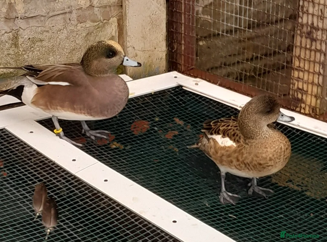 Ducks poultry for sale: American wigeon pair 2 years old - Advert 1