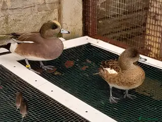 Ducks poultry American wigeon pair 2 years old - Advert 5