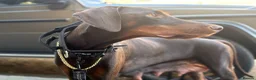 Dobermann dogs for sale: KC Registered Doberman | 91 Champions in Parents - Advert 8