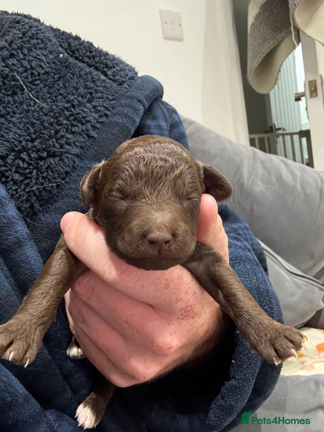 Toy Poodle dogs for sale: Kc reg toy poodle puppies  - Advert 9