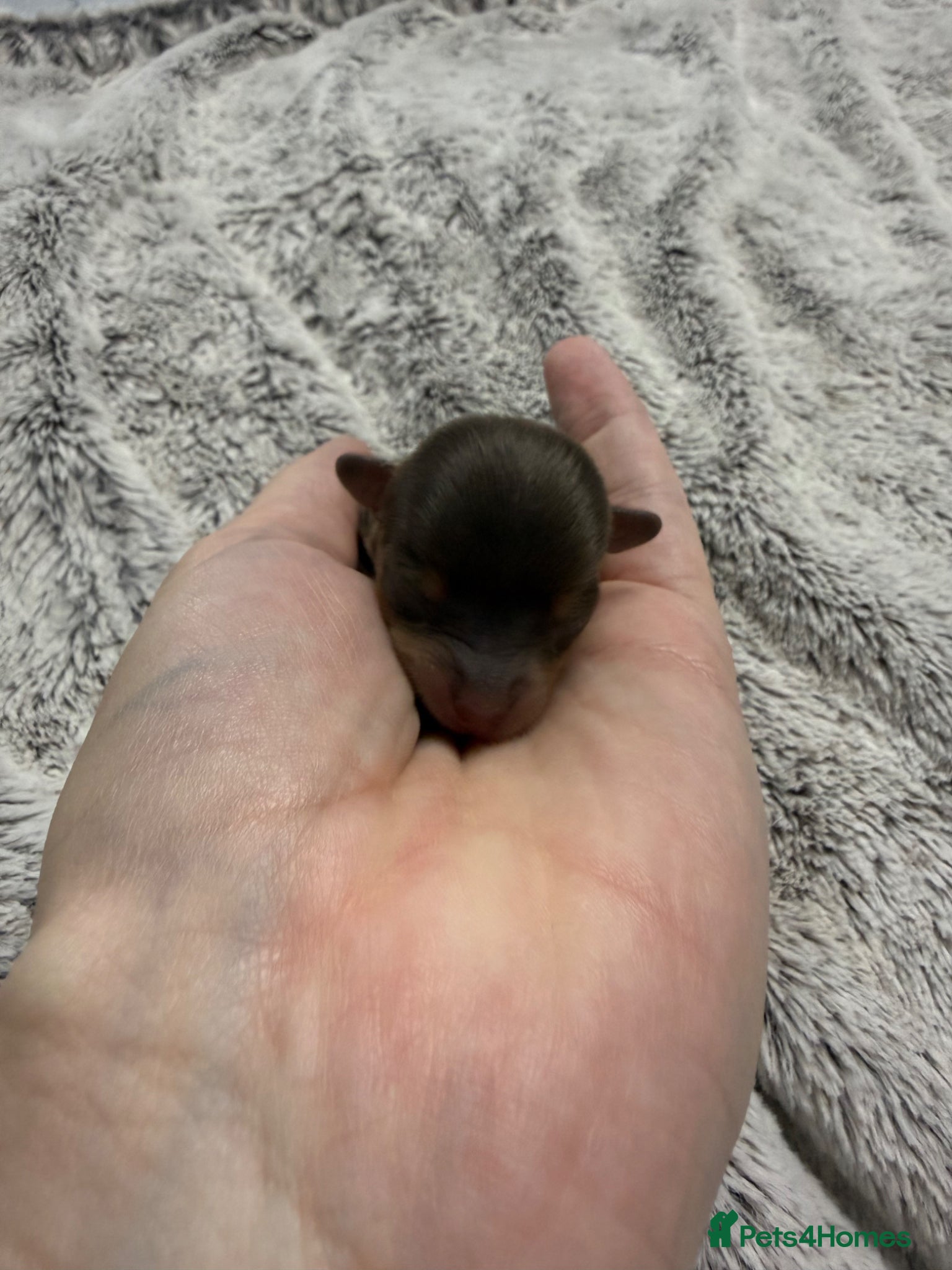 Chipoo dogs for sale: 💎 EXQUISITE TINY CHIPOO PUPPIES AVAILABLE 💎  - Advert 4