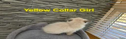Ragdoll cats for sale: Beautiful Ragdoll kittens - Advert 4