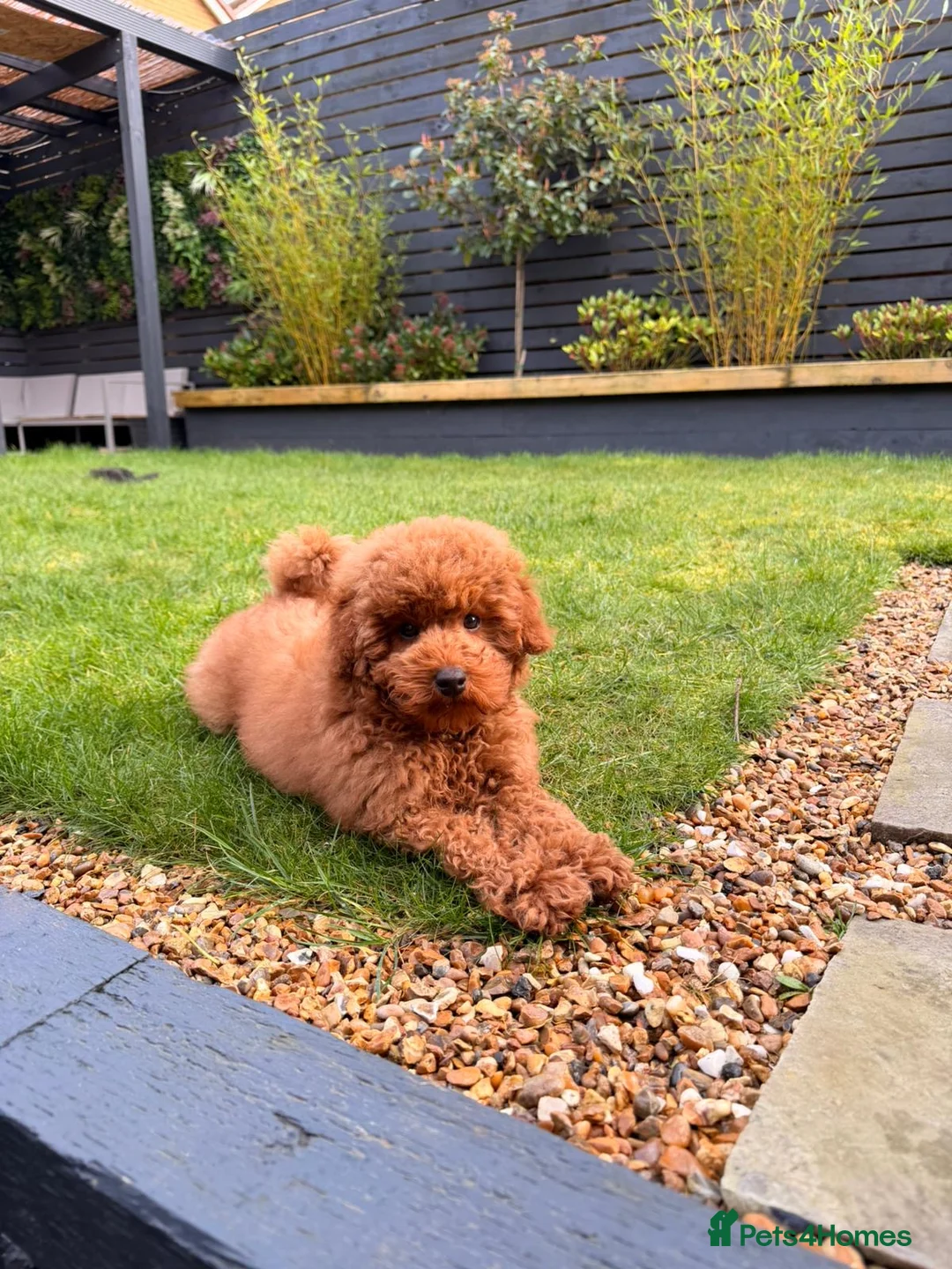 Toy Poodle dogs for sale: Red boy available  - Advert 2