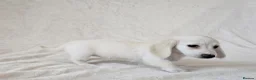 Miniature Dachshund dogs for sale: Rare Cream Longcoat Miniature Dachshund Puppies - Advert 3