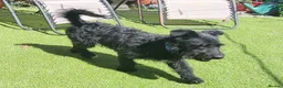 Mixed Breed dogs for adoption: SPARKY - Advert 15