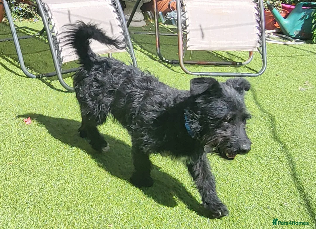 Mixed Breed dogs for adoption: SPARKY - Advert 15
