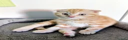 Scottish Fold cats for sale: 🩵🩷Scottish fold babies ready to leave now🩷🩵 - Advert 1